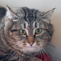 Cisco, chat à adopter
