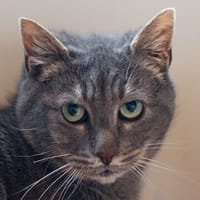 Patate, chatte à adopter