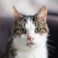 EMO, chat à adopter