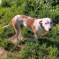 Romy, femelle, X Berger, née le 02/10/2022, chienne à adopter