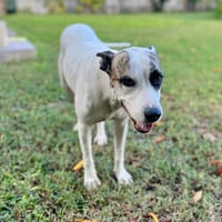 Hanae, femelle croisée berger née le 03/11/2023 🐶, chienne à adopter