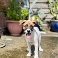 Sienna, femelle berger, née le 27/10/2025 🤍, chienne à adopter