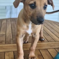 Marilu, femelle croisée berger créole, née le 28/11/2025 🤍, chienne à adopter