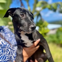 Isis, femelle croisée berger, née le 06/11/2025 🤍, chienne à adopter