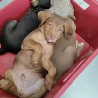 Jagger, mâle croisé berger, né le 05/12/2025, chien à adopter