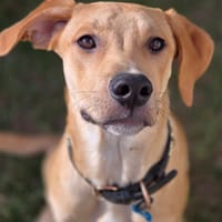 Carignan, mâle X berger né le 14/07/2025, chien à adopter