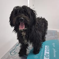 KATE, chienne à adopter
