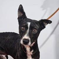 OREO, chien à adopter