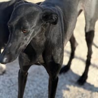 SIMON, chien à adopter