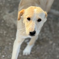 IRIS, chienne à adopter