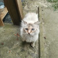 Tamy, chatte à adopter