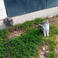 VICENTE et DONCELLA, chat à adopter
