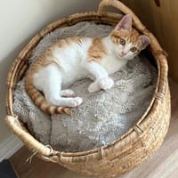 MANGO, chat à adopter
