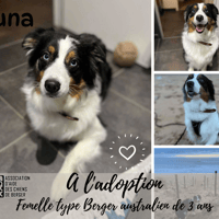 yuna, chienne à adopter