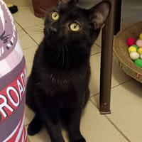 PISTACHE, chat à adopter