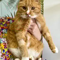 PAPY SUZE, chat à adopter