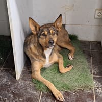 RATON, chien à adopter