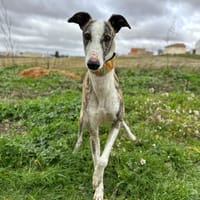 MERLIN, chien à adopter