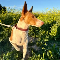 MARTINA (Martina), chienne à adopter