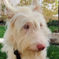 YUKI, chienne à adopter