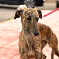 SISSY  (Lara), chienne à adopter