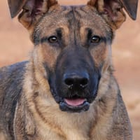 GASPAR (Maria), chien à adopter