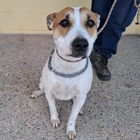 CLARA (Maria), chienne à adopter