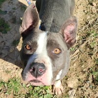 GRECIA (Maria), chienne à adopter