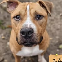 Orko ( 🆘 FA ), chien à adopter