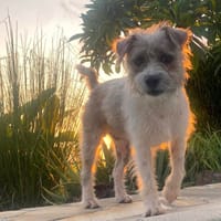 Miro, chien à adopter