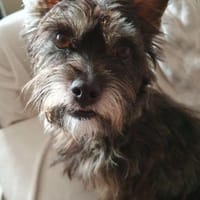 Freundliche Penny braucht einen Ersthund, Hündin zur Adoption