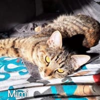 ZAZA - MIMI - EFFIE -, Katze zur Adoption