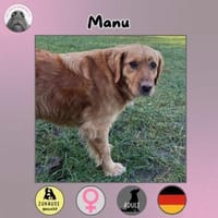 Manu sucht ihr Zuhause, Hündin zur Adoption