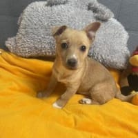 Luka einfach nur lieb, Hund zur Adoption