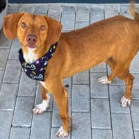 SYMPATHISCHER OSCAR, Hund zur Adoption