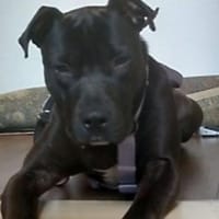 SPIKE - sucht dringend neues Zuhause...., Hund zur Adoption