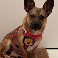 Kleine Shazia wartet auf ihr Zuhause, Hündin zur Adoption