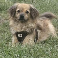 Marissa sucht ihre Menschen ❤, Hündin zur Adoption