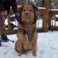 Teddy-agiler Rüde sucht Herausforderung, Hund zur Adoption