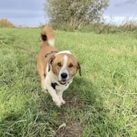 Max sucht seine Familie 💙, Hund zur Adoption