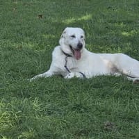 Malea 💜sucht ihr Zuhause, Hündin zur Adoption