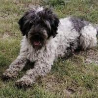 Olsen sucht seine Menschen, Hund zur Adoption