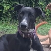 Tajo sucht sein Zuhause, Hund zur Adoption