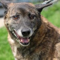 Leon -❤❤❤❤verschmuster, lieber Kerl, Hund zur Adoption