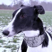 🐾 Jessi, Hündin zur Adoption