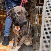 Celi wartet auf dich, Hündin zur Adoption