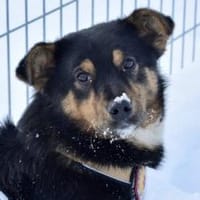 Pepe sucht ein aktives Zuhause, Hund zur Adoption