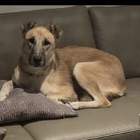 Kuki ❤ sucht ihre Familie, Hündin zur Adoption