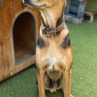 DANTE 🌻 Riesenbaby sucht Zuhause!, Hund zur Adoption