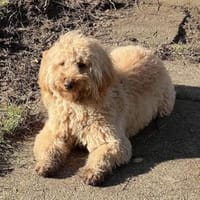 Dringend Pflegestelle gesucht, Hund zur Adoption